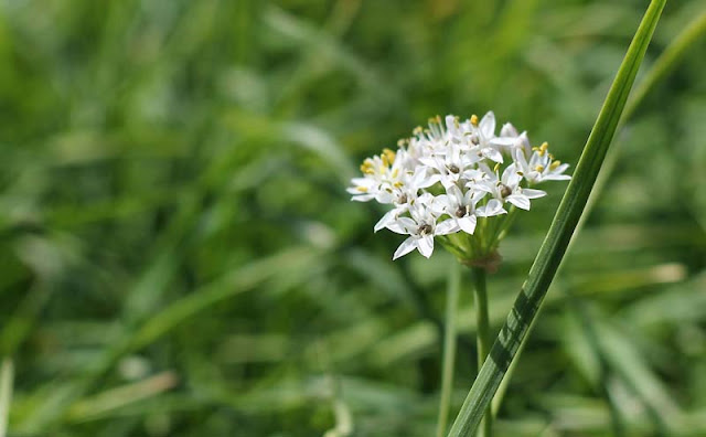 Garlic Chives Flowers Pictures