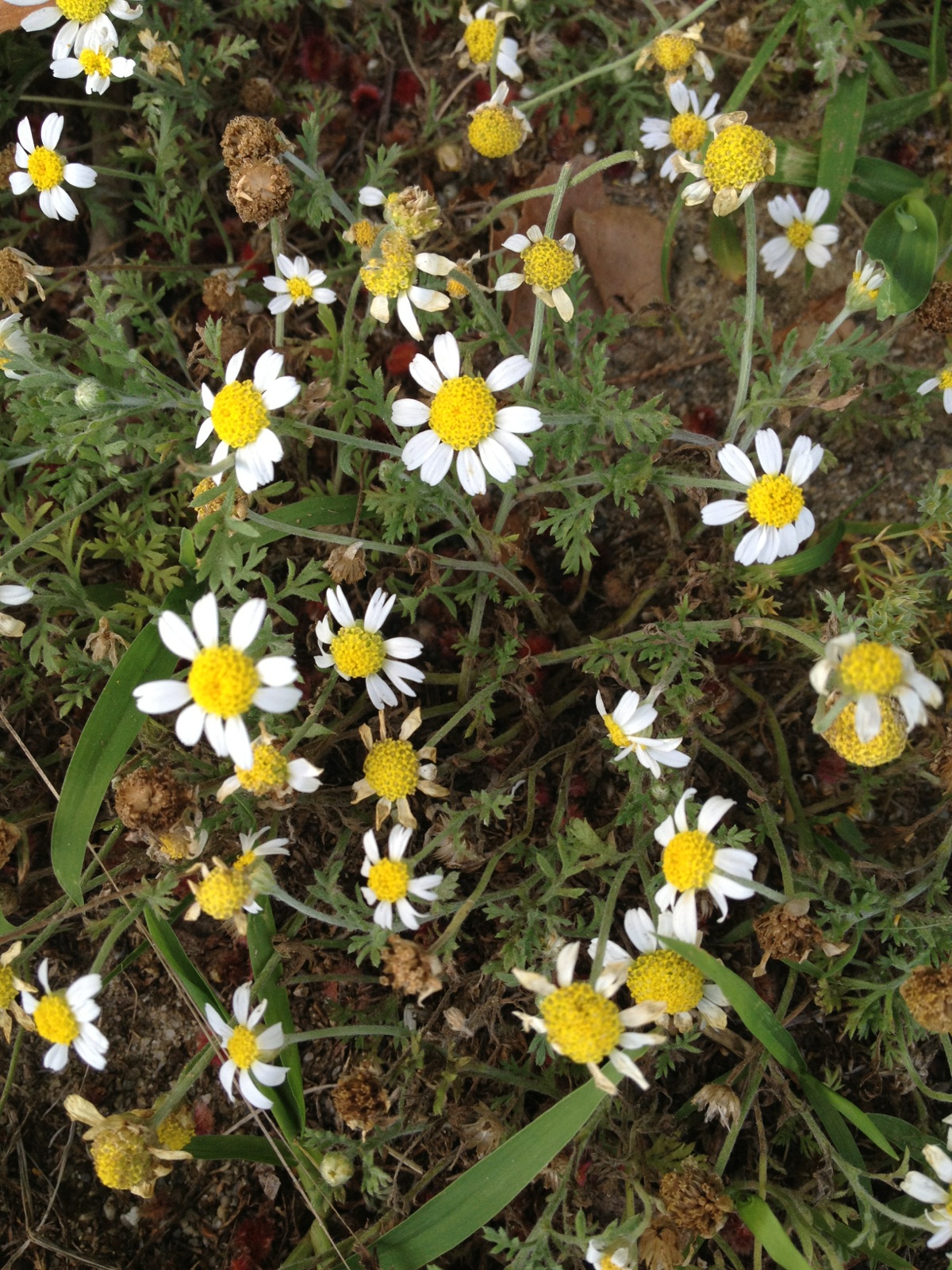 Tracking Jill Wild Chamomile