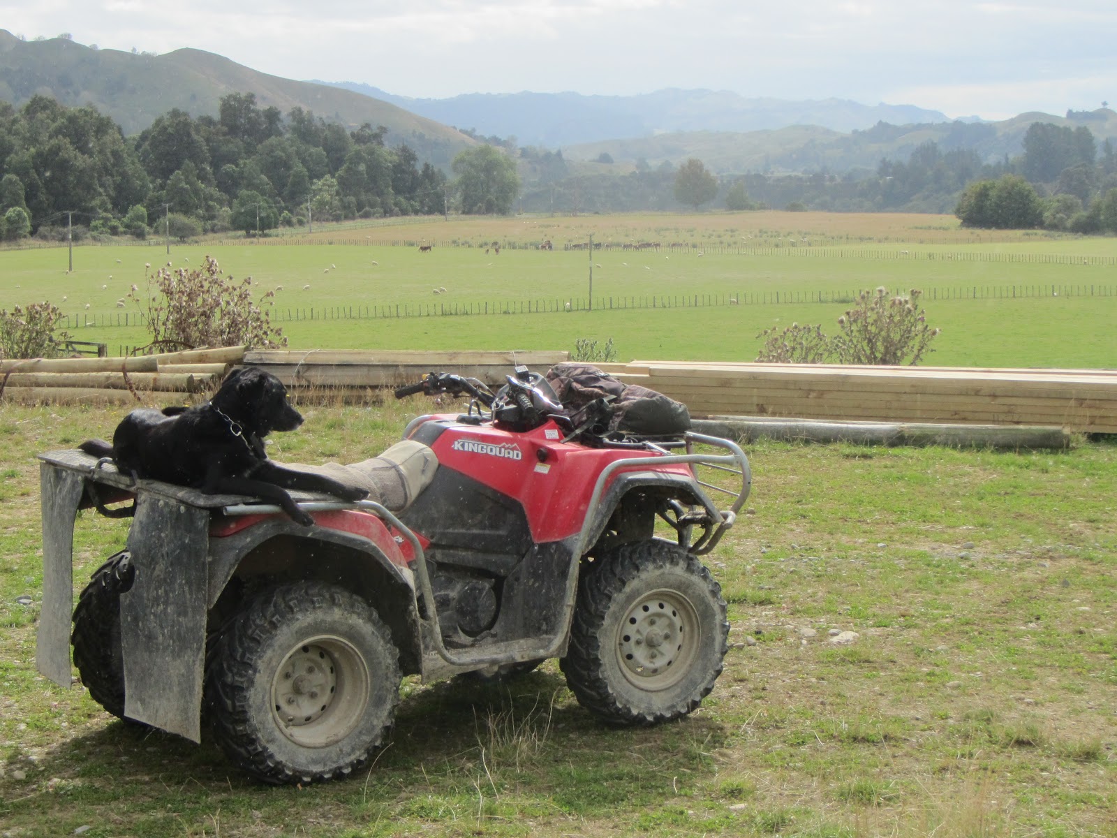 new zealand farmer