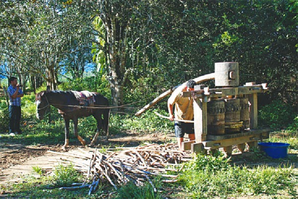El trapiche se mantiene vigente | Todo sobre el Azucar en Bolivia