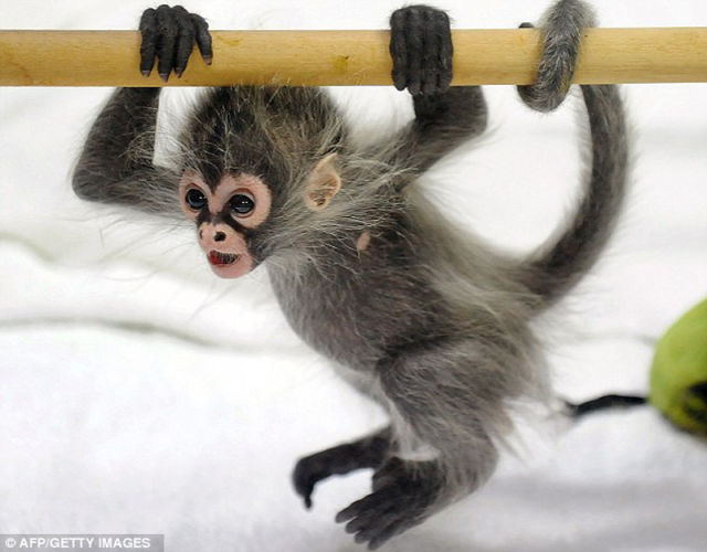 The Cutest Little Baby Monkey Funny Images The Cutest Little Baby Monkey Funny Images