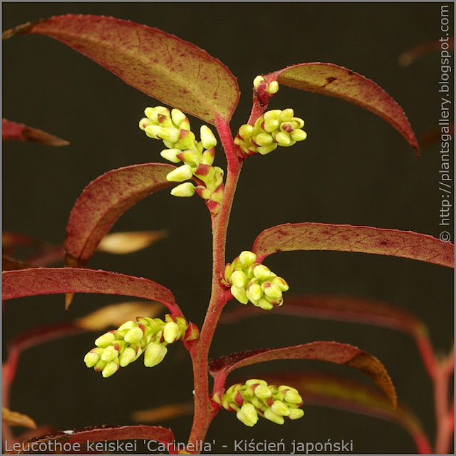 Leucothoe walteri 'Carinella' - Kiścień japoński 'Carinella' 