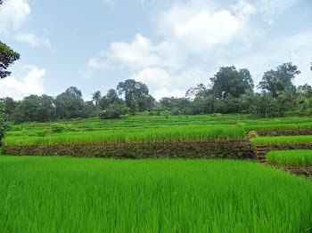 Rice  fields in Ratnagiri.