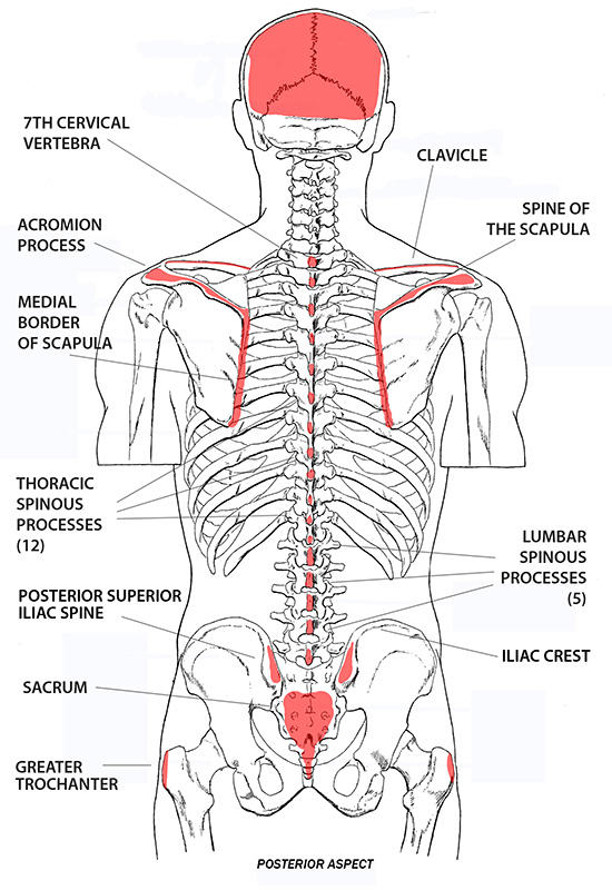 Term 1: Advanced Skills: Skeleton: Research