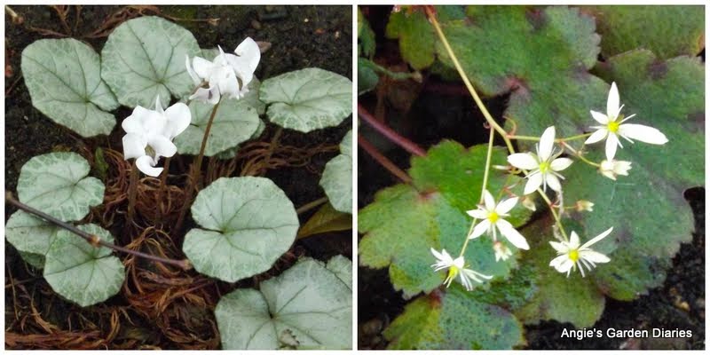 The Green Fingered Blog What S Eating My Viburnum And What Can I Do