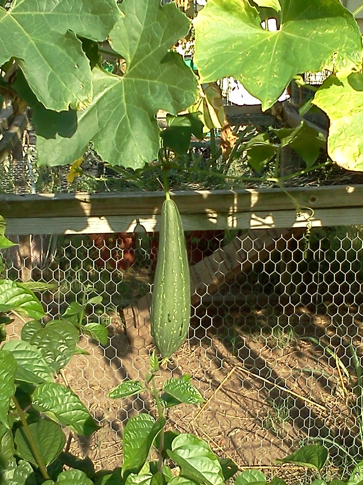 The Herb Cottage Luffa Gourds