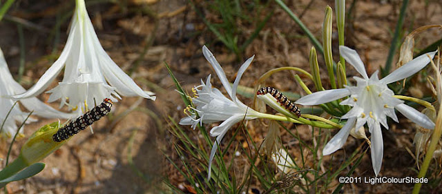Sea Daffodil flowers with Brithys crini moth caterpillar