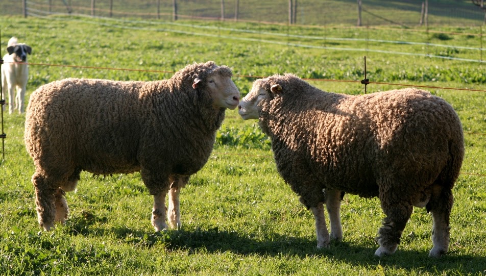 OVINOS ILEDEFRANCE Borregos machos (nascidos em Outubro de 2010)
