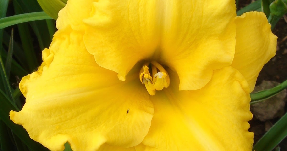 Plant Preview Luminous Key Largo Moon™ Daylily Blooms NonStop