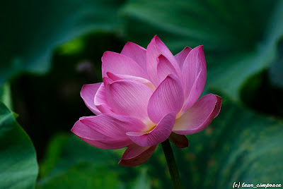 Nelumbo nucifera Lotus Floare de lotus Lotus flower Lotosblume λωτόςλουλούδι fiorediloto flordelótus flordeloto lótuszvirág