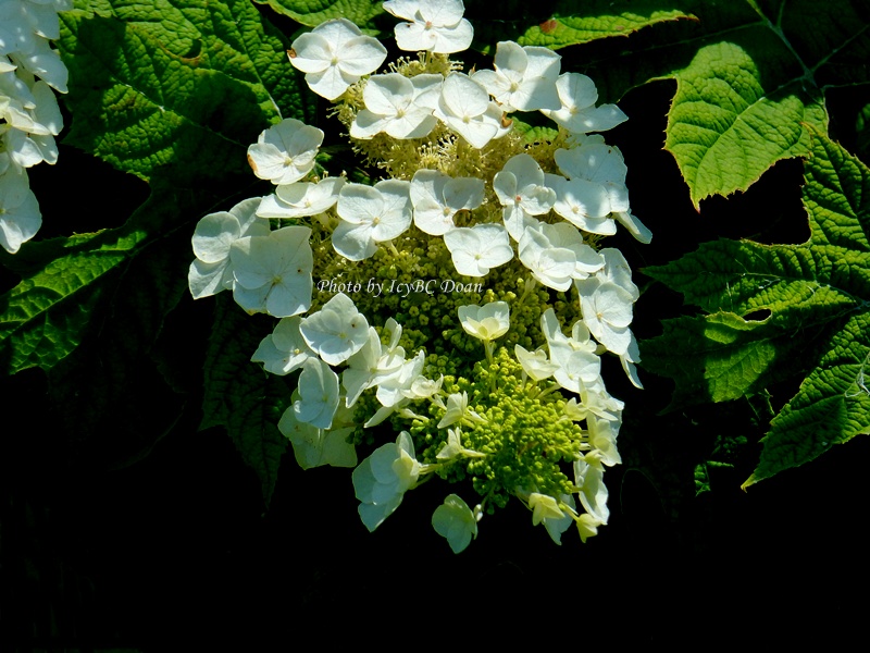 Plumeria Pudica White Flower With Yellow Center