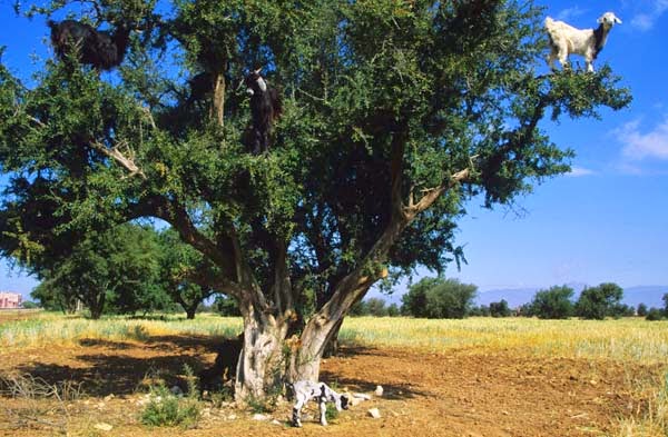 They had to teach themselves to do some pretty wild stunts. - Imagine Driving Down The Road And Seeing THIS In The Trees. Seriously, This Is Crazy. They had to teach themselves to do some pretty wild stunts. - Imagine Driving Down The Road And Seeing THIS In The Trees. Seriously, This Is Crazy.