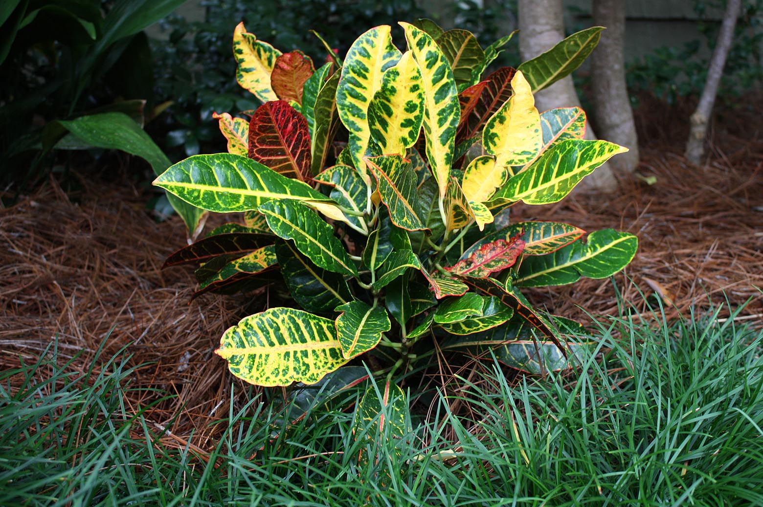 Southern Lagniappe Crotons A Blaze of Color for Fall