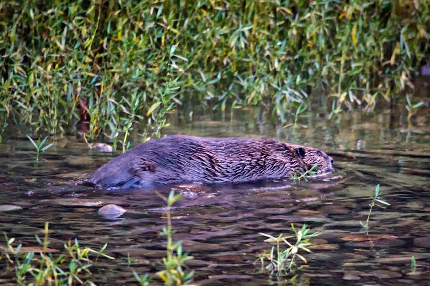 Arkansas Wildlife Photography Beaver by Ponca Low Water Bridge Today