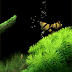 dream aquarium 1.234 fully registered 21 new tanks dream aquarium 1.234 fully registered 21 new tanks