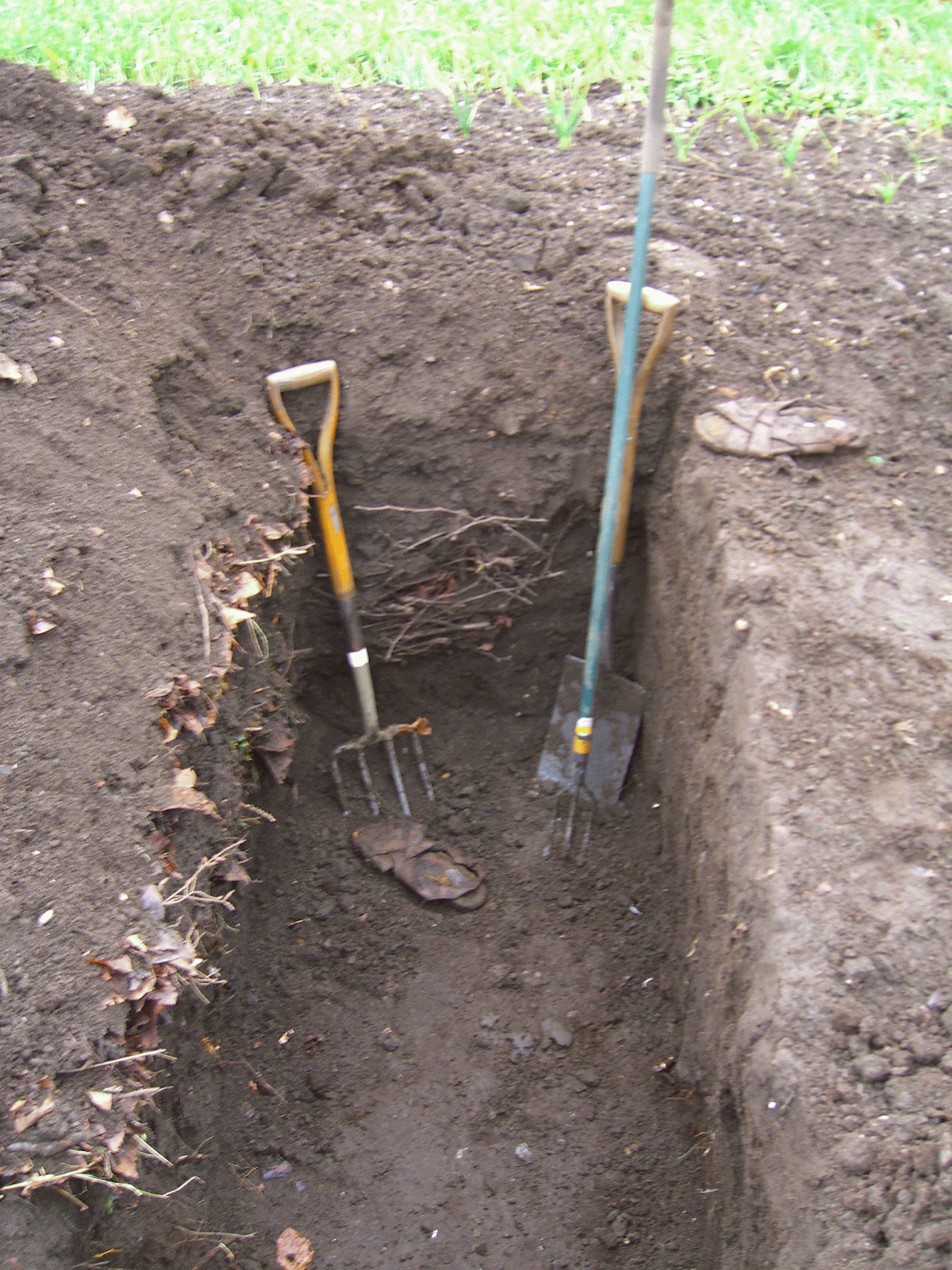 Allotment Garden The way I get rid of couch grass (Elymus repens)