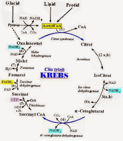 Chu trình Acid Citric - Tài liệu ôn thi Bác sĩ Nội trú môn Hóa sinh Đại học Y Hà Nội