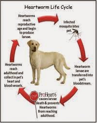 what does proheart treat
