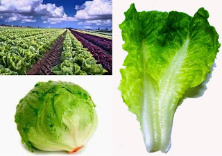 Start Your Own Lettuce Farming Business