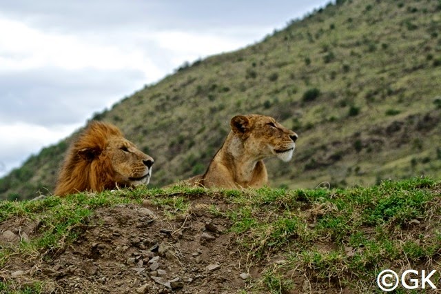 Löwenpaar noch entspannt
