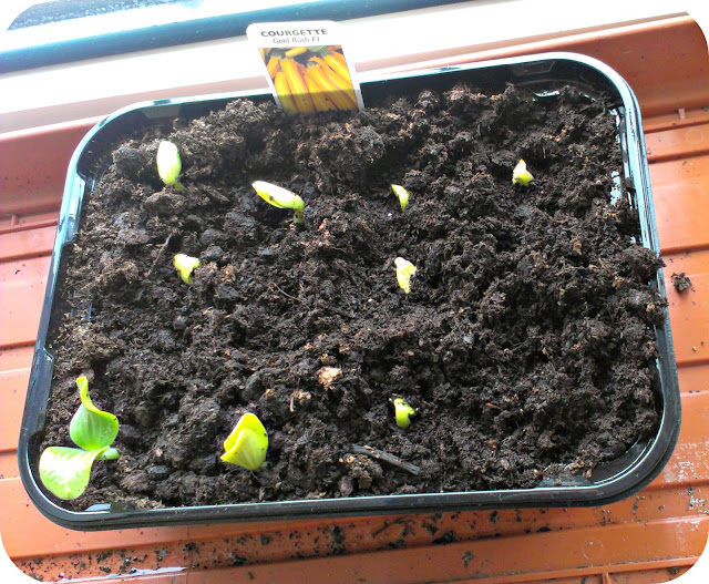 New courgette seedlings