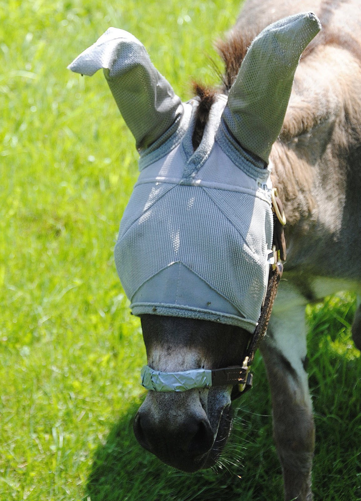 DSC_1174.JPG