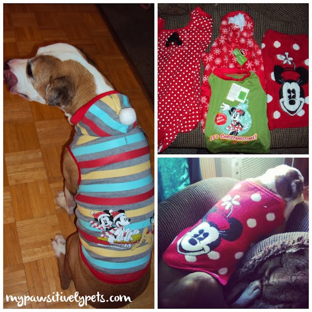 Winter Fun from PetSmart Holiday Giveaway for Pets Pawsitively Pets