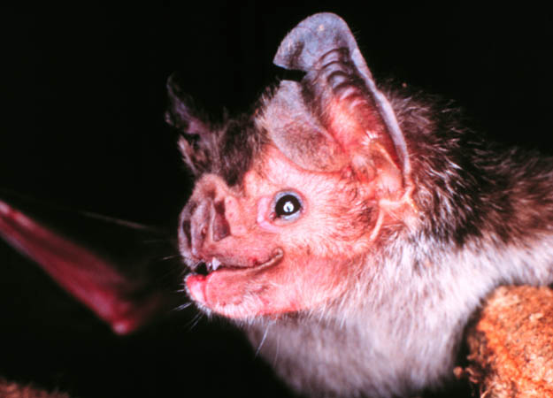 an expose on the nature and different species of the vampire bats Bats - nature's most misunderstood animal is very different far from being our enemy, bats are our friends the infamous blood-sucking vampire bats of south america bat chance: although a protected species, it is not unusual to see bats in your own garden credit. an expose on the nature and different species of the vampire bats Bats - nature's most misunderstood animal is very different far from being our enemy, bats are our friends the infamous blood-sucking vampire bats of south america bat chance: although a protected species, it is not unusual to see bats in your own garden credit.
