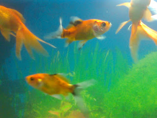 aquarium pet shop ahmedabad