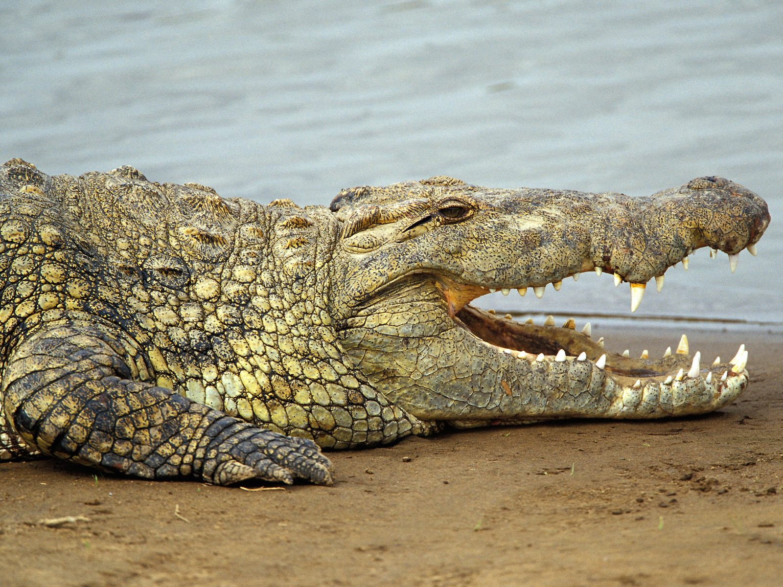Image result for nile croc
