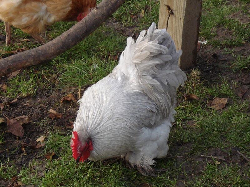 Pekin Bantam Cockerels