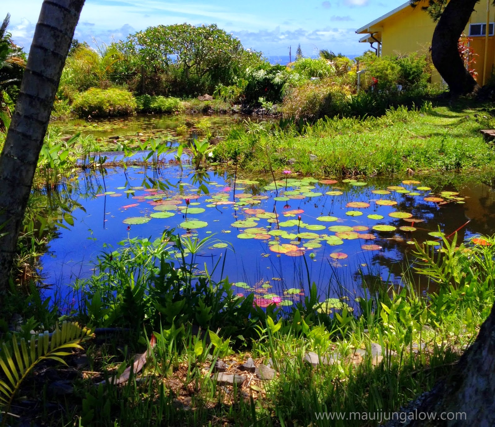 Maui Jungalow The Maui Water Lily Farm