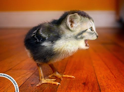 06-Chickat-Martin-Humandescent-Surreal-Animal-Mashup-www-designstack-co