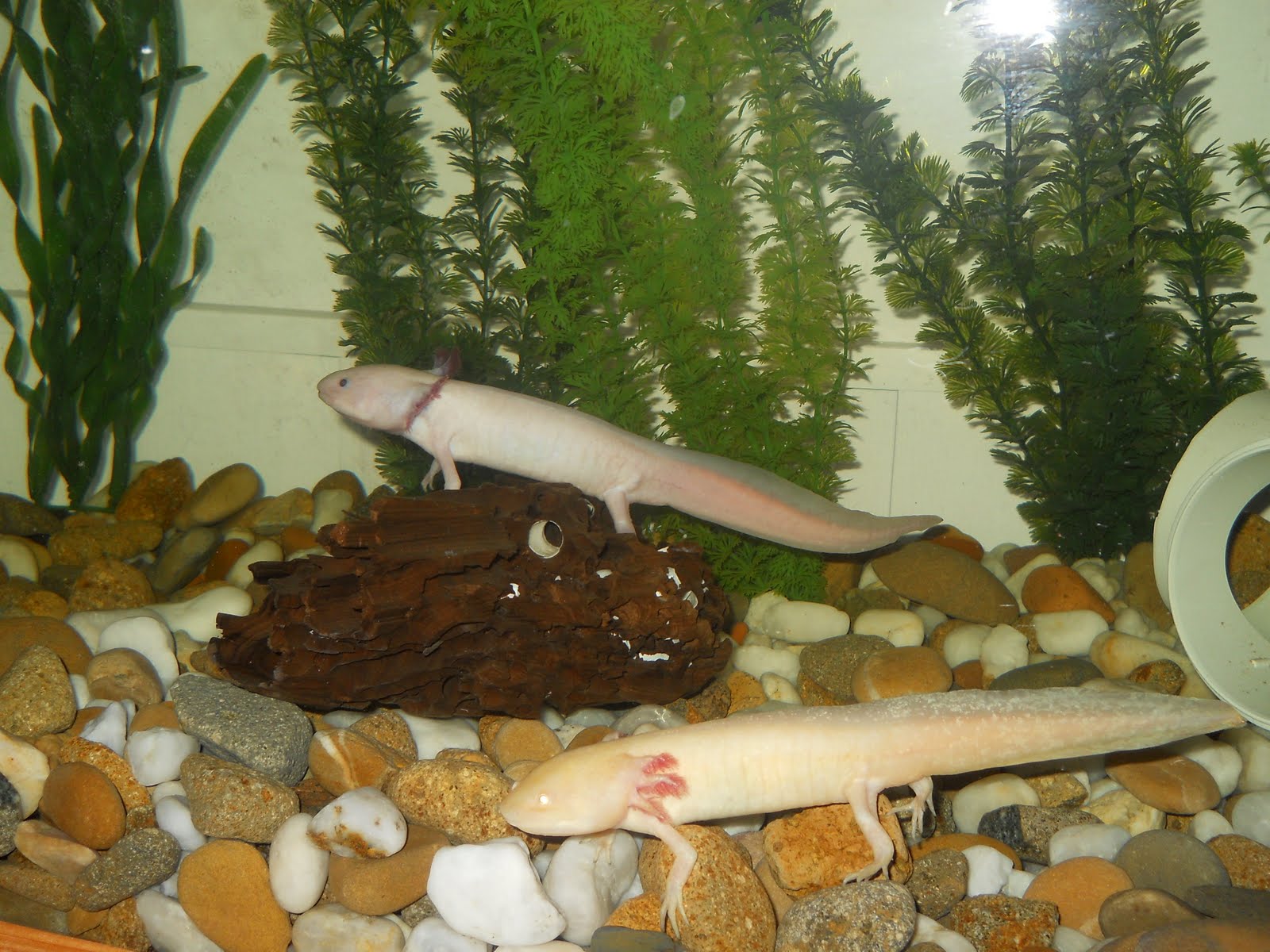 axolotl hides for sale axolotl hides for sale