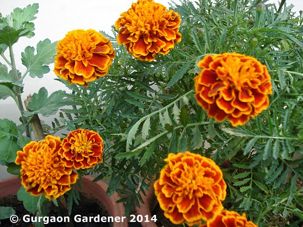 Gurgaon Gardener Marigold, African Marigold, French Marigold, Genda