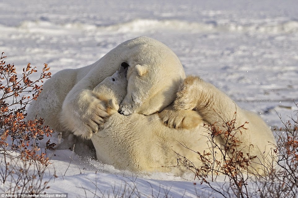 white wolf russian photographer