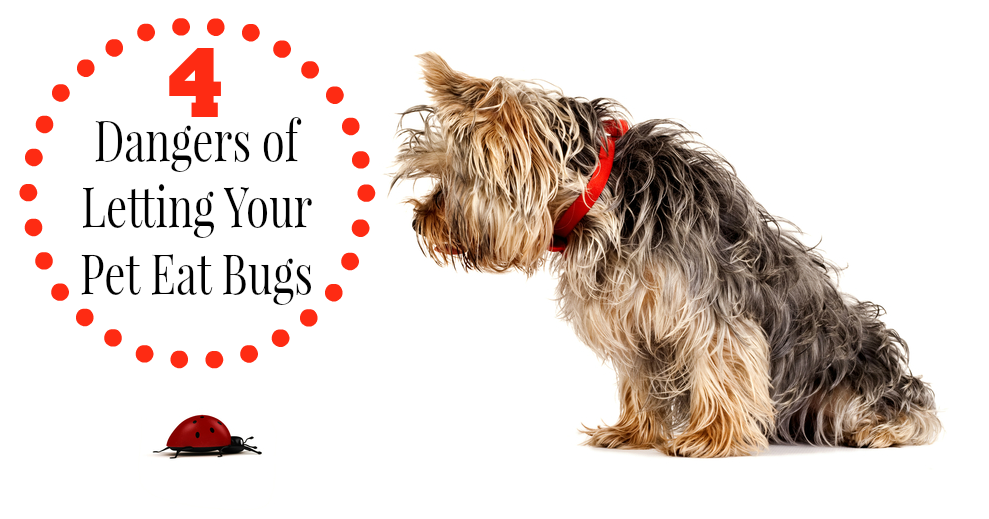 4 Dangers of Letting Your Pet Eat Bugs Pawsitively Pets