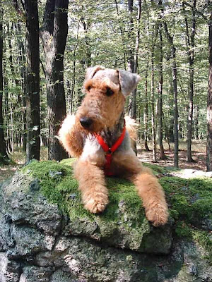 Airedale Terrier Puppy