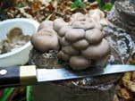 Growing Mushrooms in Your Backyard