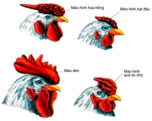 Tương tác gen