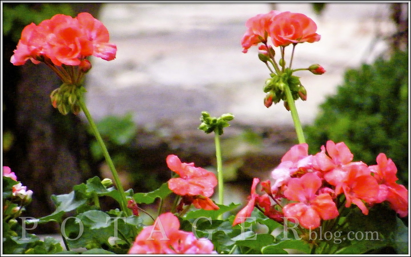 P O T A G E R Salmon Geraniums and Kodak Moments