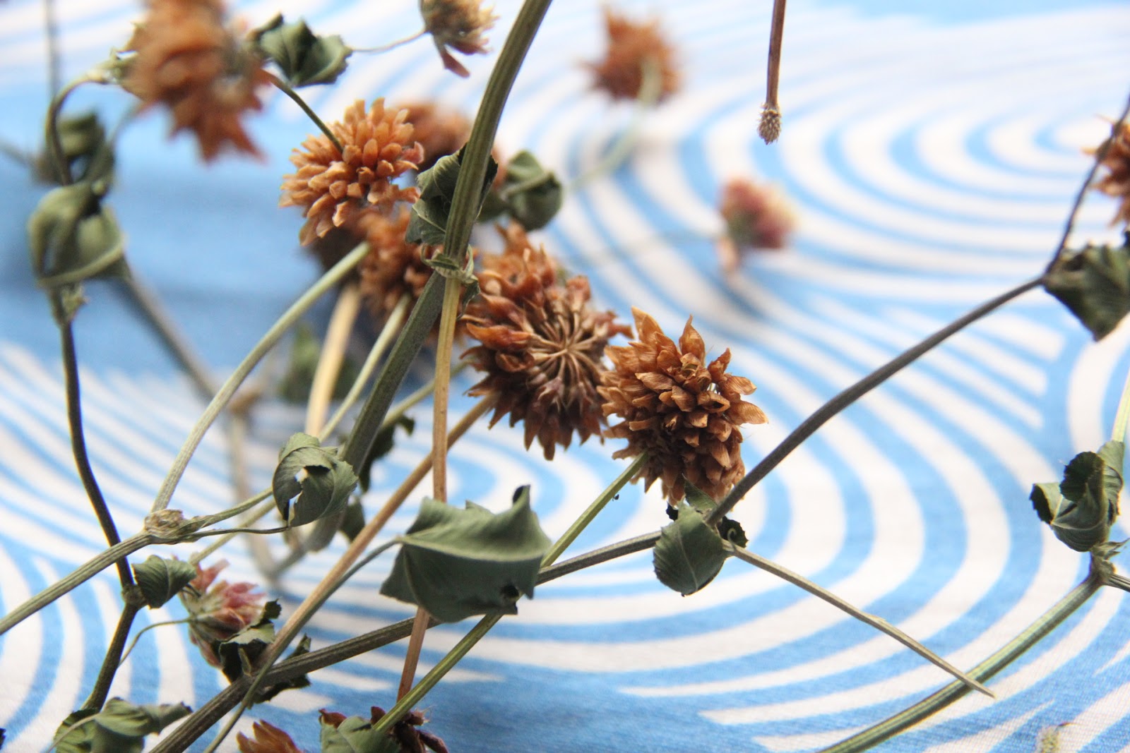 The Urban Organic Homesteading Experiment Saved Red Clover Seed