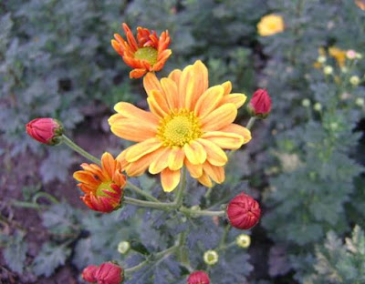 flores-del-cusco