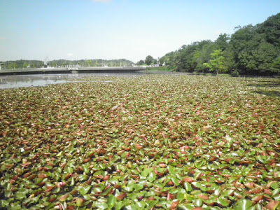 こいの池