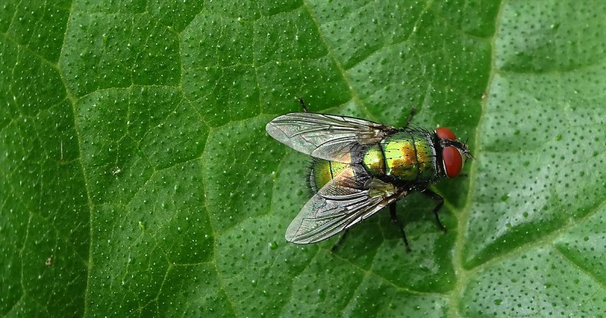 NixPages FRIDAY GREENS 54 FLY