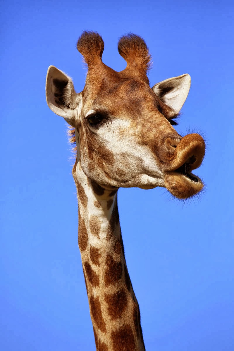 Four Oaks Photography February 2014