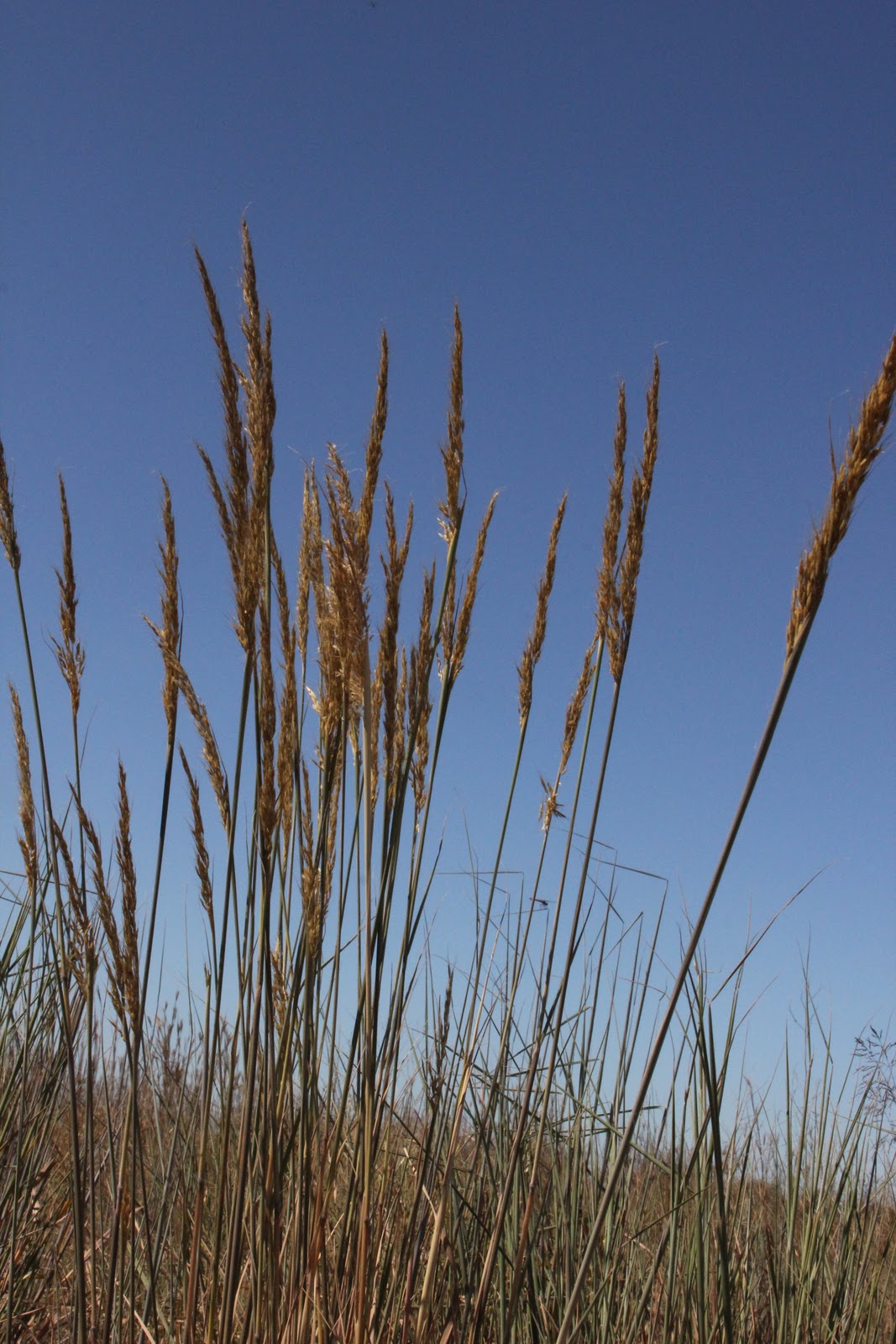 Kids, Cows and Grass Tall grasses of the Kansas Prairie