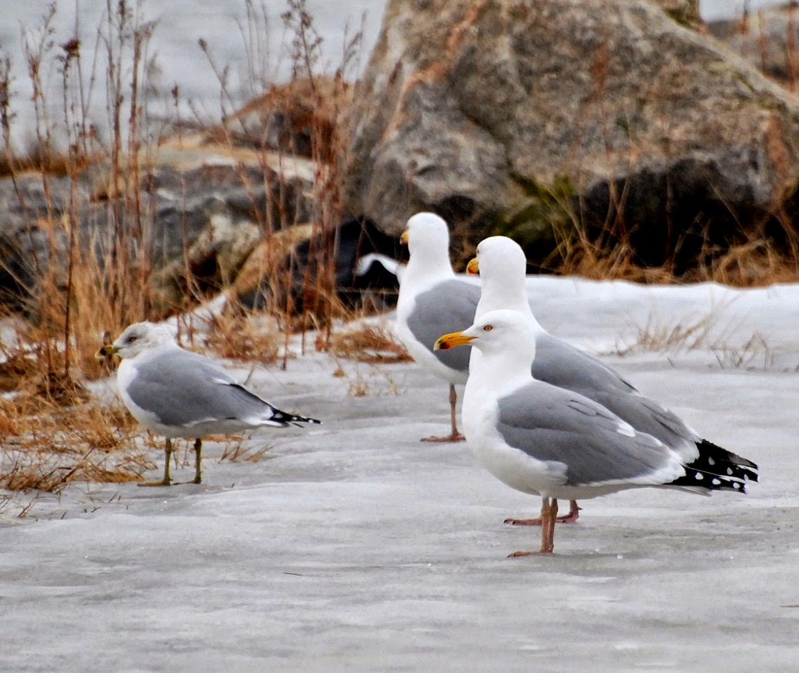 Birding Is Fun! Maine Birds in Winter