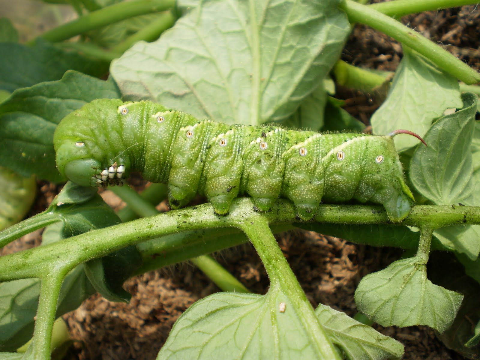 A Beginner�s Garden