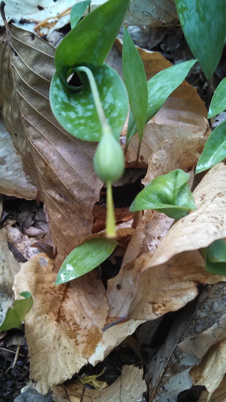 Appalachian Mountain Club Nature Notes Look What A Little Rain Will Do